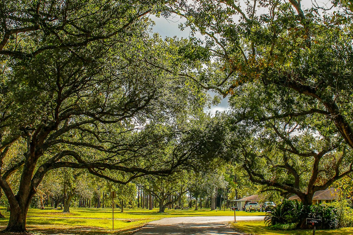 A long private driveway in Los Altos disappearing under a canopy of mature oak trees, the kind of setup where a car can park in the same spot under the same tree for days
