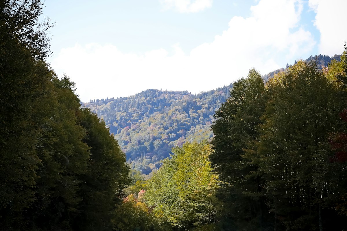 A winding two-lane mountain highway through dense tree canopy, similar to Highway 17 climbing out of Los Gatos toward the summit