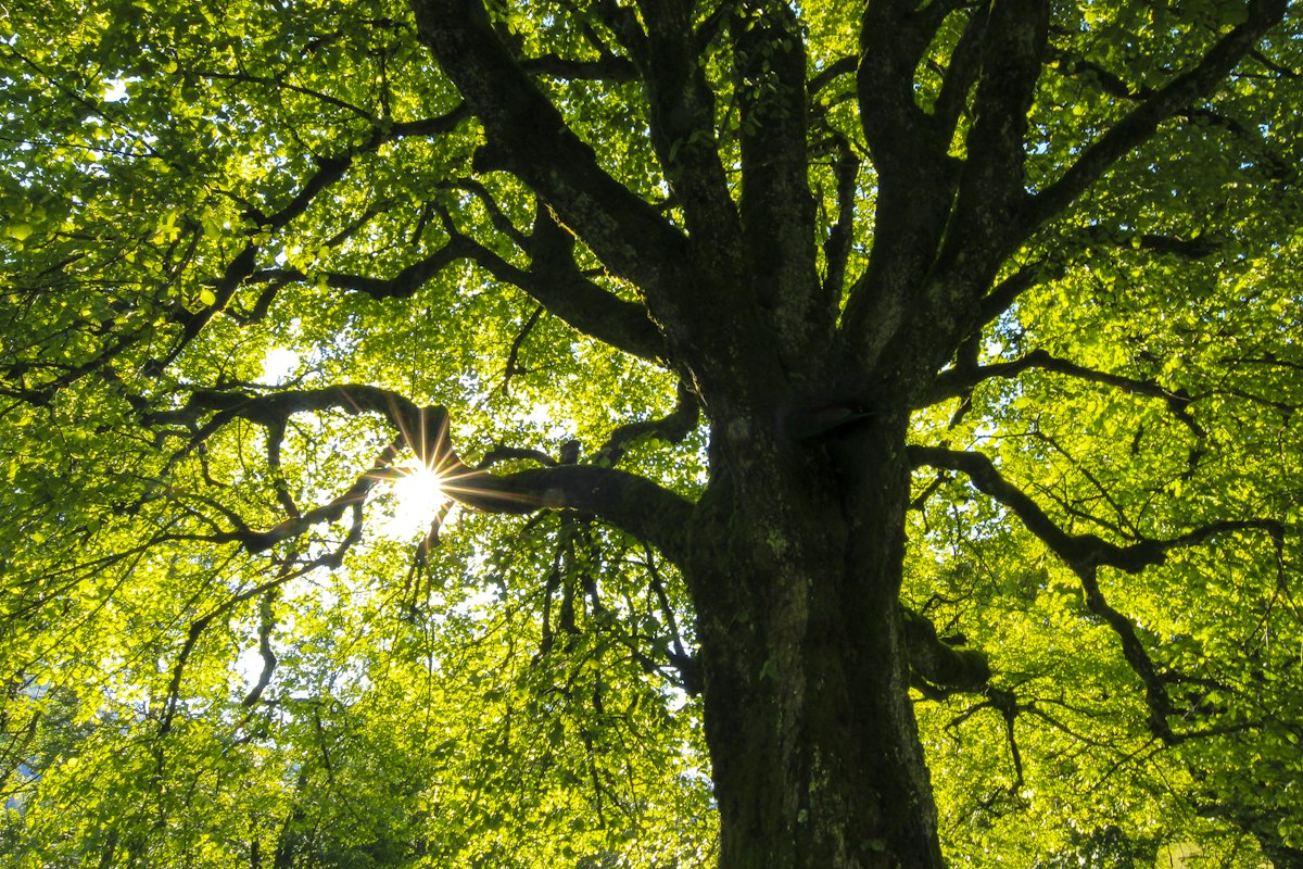 Sunlight filtering through a mature oak canopy, the kind that lines streets in Sharon Heights and West Menlo and drips sap and honeydew onto cars parked underneath