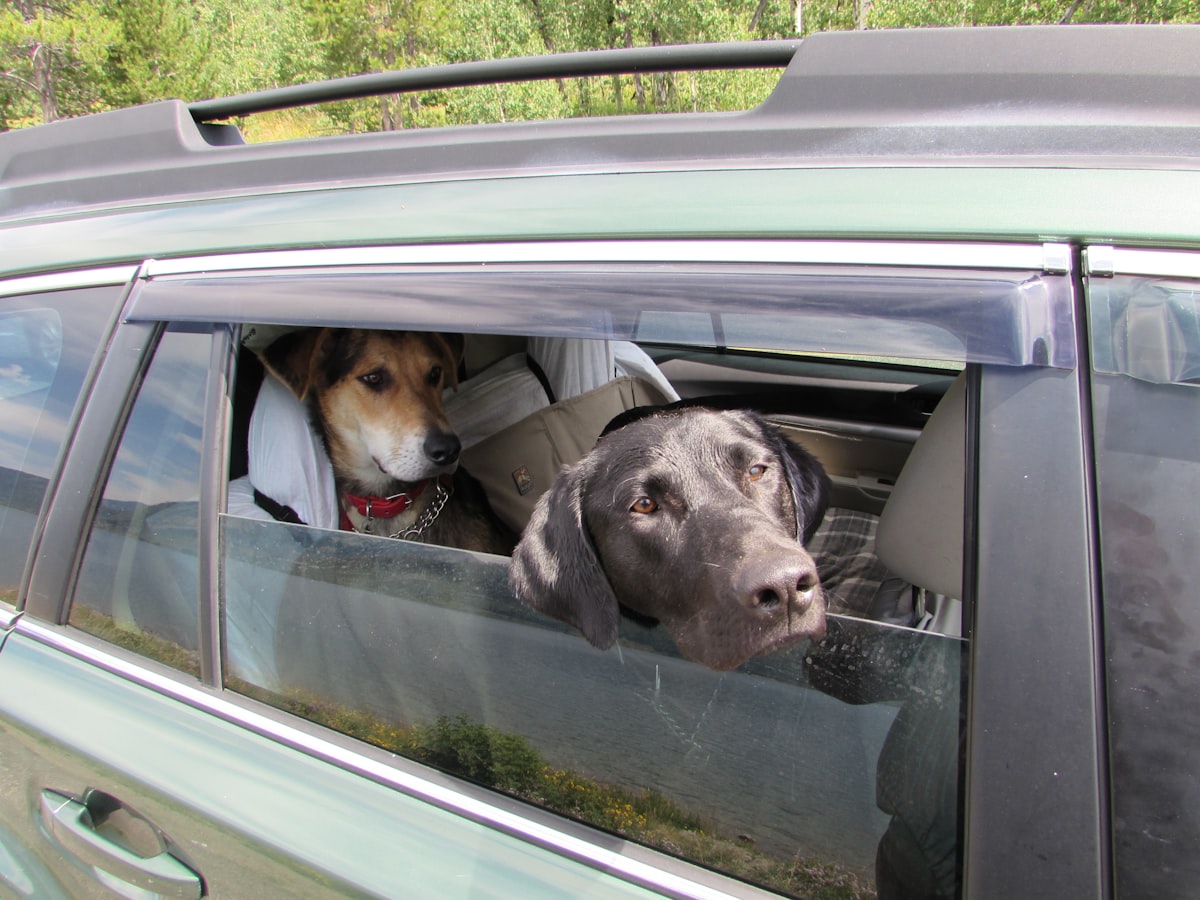 Two dogs riding in the back seat of a car, the kind of daily rides that work hair deep into upholstery.