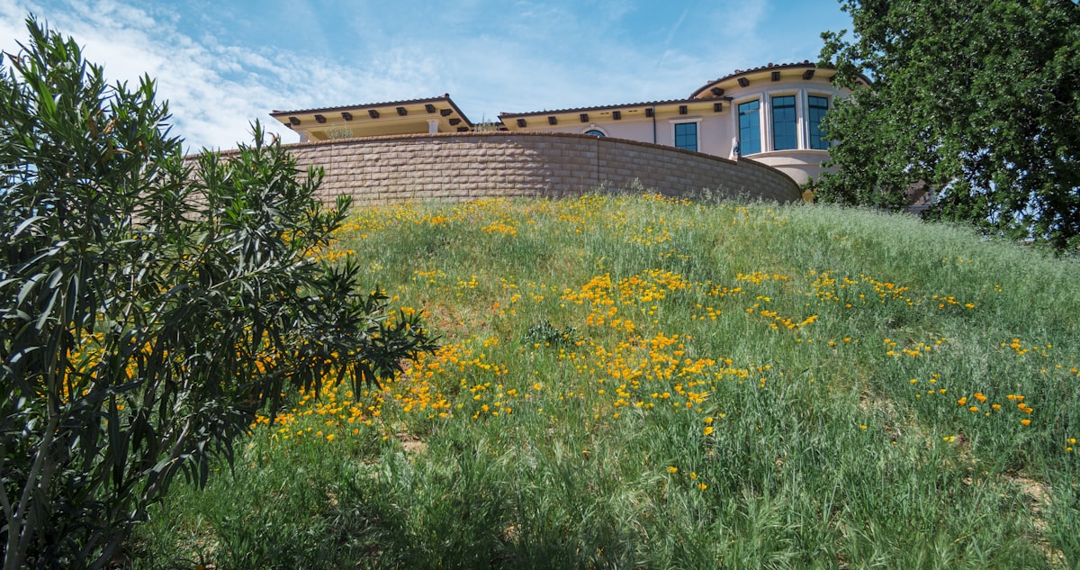 A hillside Portola Valley home above an oak-studded meadow with wildflowers