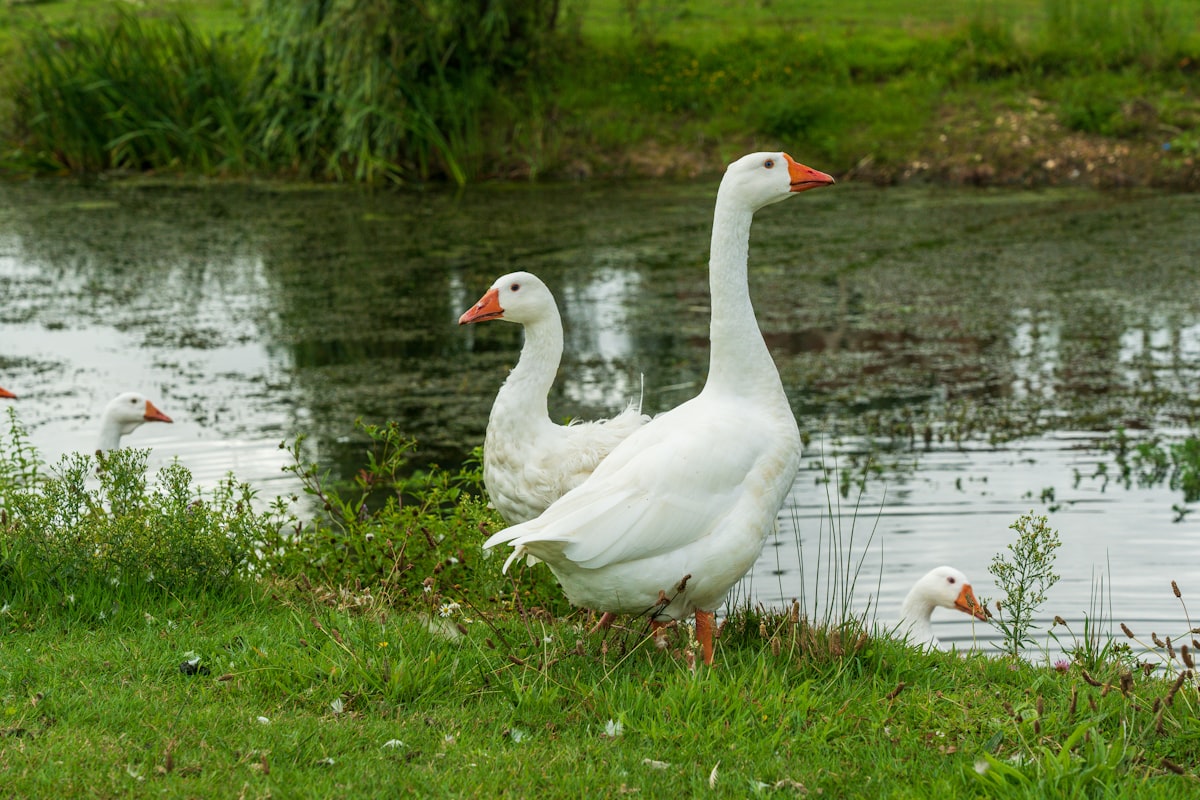 Geese standing at the edge of a lagoon, similar to the tidal lagoons that run through Redwood Shores