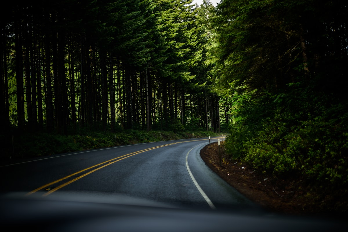A winding two-lane forest highway curving through pines, similar to Highway 17 over the summit into Santa Cruz