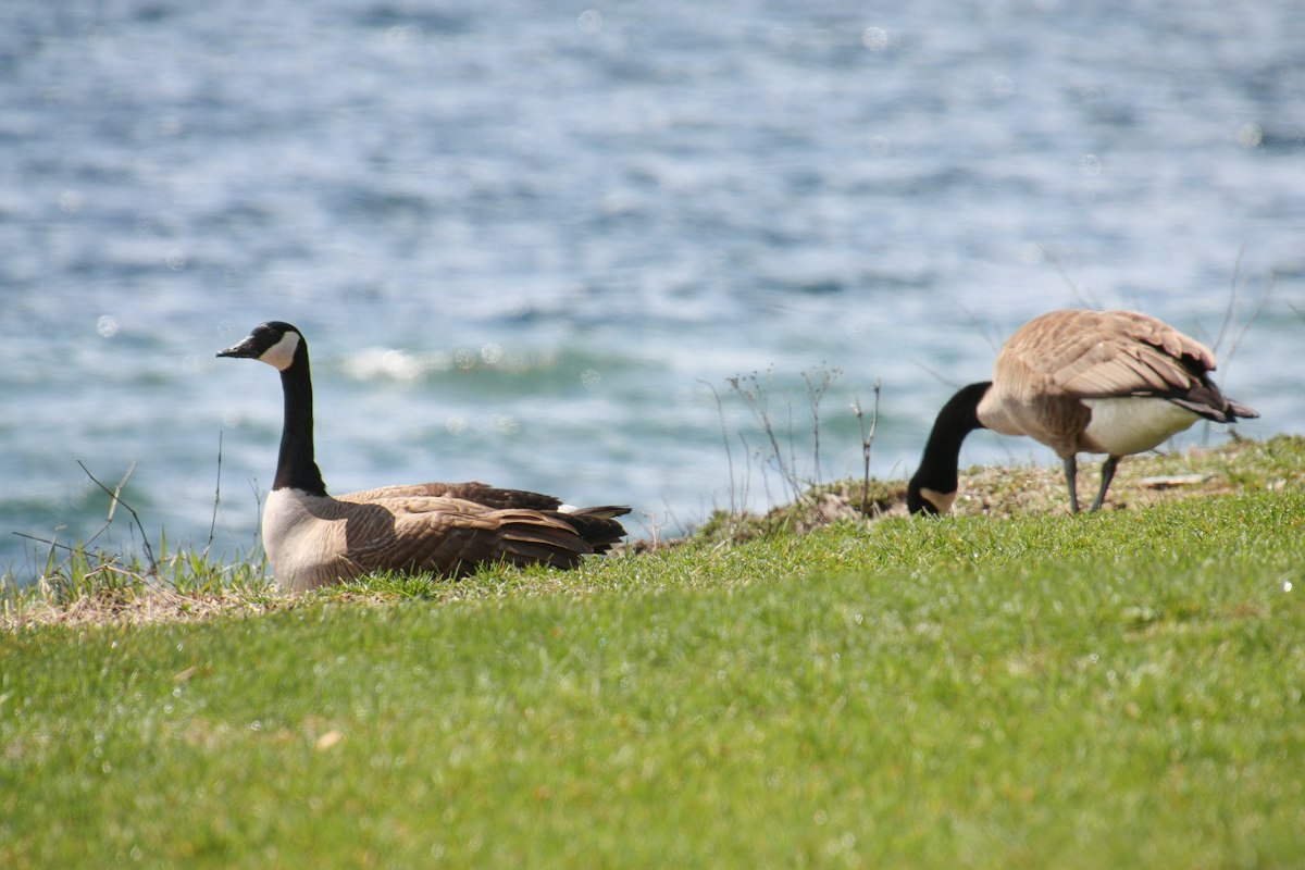 Canada geese standing at the edge of a lake, similar to the resident flock at Shoreline Lake in Mountain View